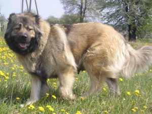犬中之王：高加索犬，估计很少人敢养