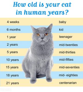 猫的寿命一般有多少年？如何才能延长猫的寿命？