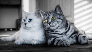 养公猫和母猫有什么区别？养公猫和养母猫“差距”真的很大