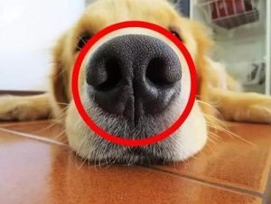 关于狗狗的小知识（为什么狗狗的鼻子是湿润的？）