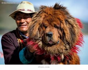 世界级珍稀犬种之一，藏獒：东方神犬
