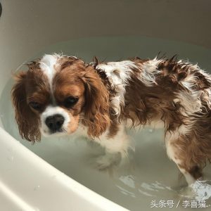 怎么给中大型狗洗澡？如何培养狗狗对洗澡的接受度？