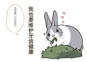 兔子该怎么养，好养吗？盘点宠物兔的养护技巧