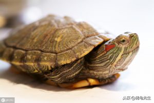 巴西龟白眼病了怎么办？详解巴西龟白眼病原因及治疗方法