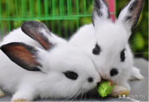 家养兔子推荐！哪些品种的兔兔可以作为家庭宠物呢？