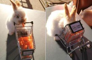 兔子真的爱吃胡萝卜吗？原因是这…