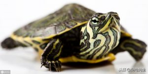巴西龟白眼病了怎么办？详解巴西龟白眼病原因及治疗方法