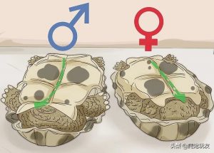 如何辨别一只乌龟是雄性还是雌性？