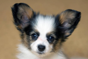 十种常见小型宠物狗价格，你买贵了吗？