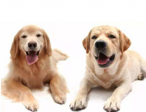 金毛犬和拉布拉多犬有什么不同？金毛和拉布拉多不一样的地方
