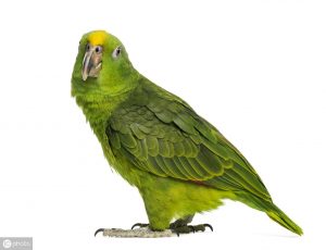 亚马逊鹦鹉常见品种与区分（让你了解亚马逊鹦鹉之间的不同）
