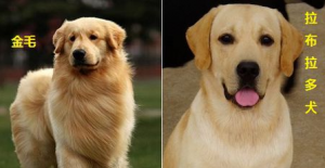 金毛犬和拉布拉多犬有什么不同？金毛和拉布拉多不一样的地方