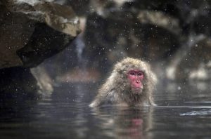 日本猕猴的基本介绍（日本猕猴居住在什么样的地方？）