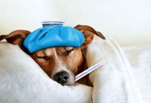 狗狗发烧，如何测量体温？（怎么给狗狗测体温？）