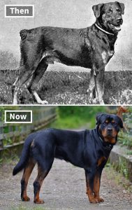 9种狗狗（100年前VS现在），这就是进化