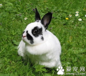 兔子吃白萝卜吗？怎么正确科学的喂养兔子？