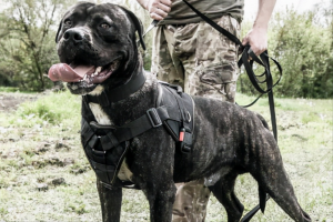 世界上被多国明令禁养的6大凶猛犬种有哪些？