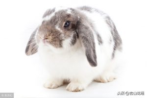 怎么饲养宠物荷兰垂耳兔？