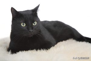 养黑猫是吉是凶？养黑猫有什么说法？