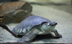 猪鼻龟为什么叫猪鼻龟？猪鼻龟长什么样子？