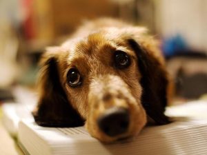 狗狗尿血是怎么回事？是什么原因引起的？