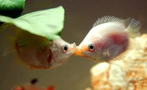 接吻鱼平时吃什么？接吻鱼食性杂且不择食