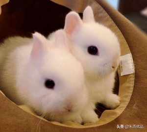 什么兔兔可以作家庭宠物？适合做宠物的兔子有哪些？