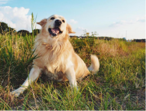 10种常见狗狗的特点，避免被坑，附上各自的价格