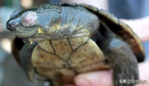 乌龟眼部浮肿的症状（为什么乌龟的眼睛会肿？）