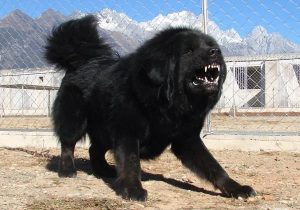 盘点全球10大斗犬：比特犬无悬念榜首，西藏獒犬第五