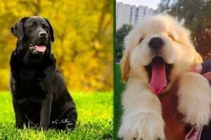 拉布拉多犬和金毛犬的对比（无攻击性犬种之一）