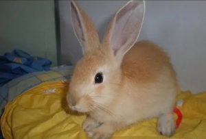 兔子的种类原来有这么多！罕见的兔子品种