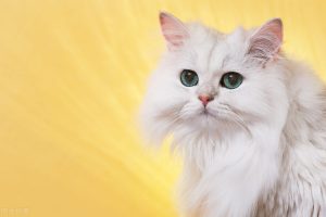 普通的家猫一般能活多久？怎么照顾家猫？