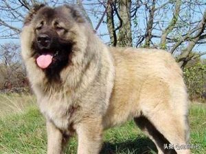 高加索犬，因巡逻柏林墙而闻名，它外表犹如雄狮，内心却铁汉柔情