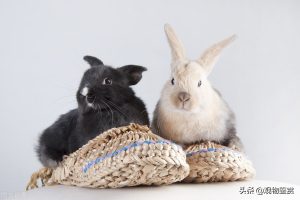 养兔子时，怎么给小兔子做一个窝？兔窝怎么做简单又方便？