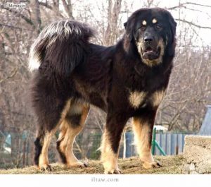 世界级珍稀犬种之一，藏獒：东方神犬