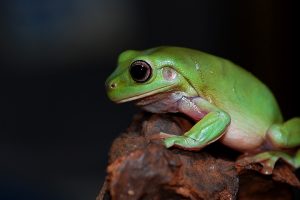 老爷树蛙的外貌以及性格介绍