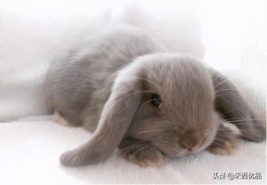 哪些的品种的兔兔可以作为家庭宠物？哪些兔子能当做宠物？