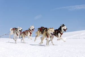 同是雪橇犬，哈士奇和阿拉斯加犬的6个差异