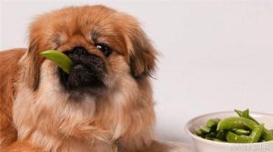 还只给狗狗吃肉？饭里多加这4种蔬菜，狗狗才会营养均衡