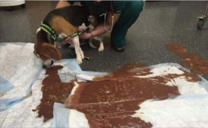 狗狗尿里有点血是什么情况？狗狗尿液带着血是怎么回事？