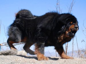 盘点世界上最凶悍的十大猛犬！世上最凶猛的十大恶犬排名