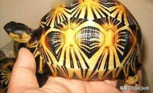 世界上珍稀的陆龟，辐射龟多少钱一只？（辐射龟的价格）