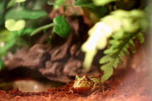 宠物角蛙的日常管理与饲养方法（角蛙吃什么东西？）