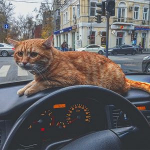 猫咪的士：乌克兰一只猫咪化身出租车“乘务员”