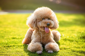 泰迪犬价格便宜，为什么养的人那么少？