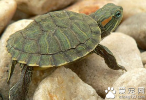 巴西龟能活到多少岁呢？