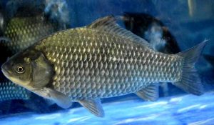 常见常养的七种大宗淡水鱼类介绍