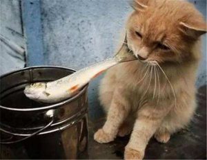 猫咪为什么要吃鱼呢？可以长期给猫咪吃鱼吗？