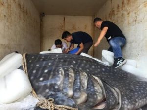 重1000余斤金钱鲨被捕上岸？金钱鲨：系国家二级保护动物